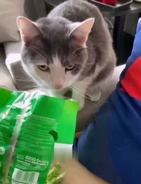 Random Funny Animal Videos#2
