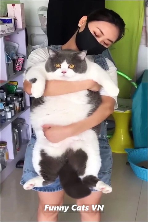 Best Funny Animal Videos 2022 - Funniest Cats And Dogs Video