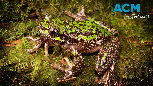 What kind of frog is that? The new app helping Aussies and scientists learn more about local amphibians