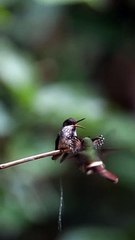 Pasangan burung yang cantik