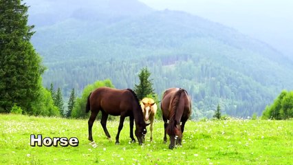 Animals Name And Sound Learn Bird Species in English  I Roar Animal's __ Animal World