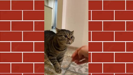 Cute & crazy cats funny viral clips||Best