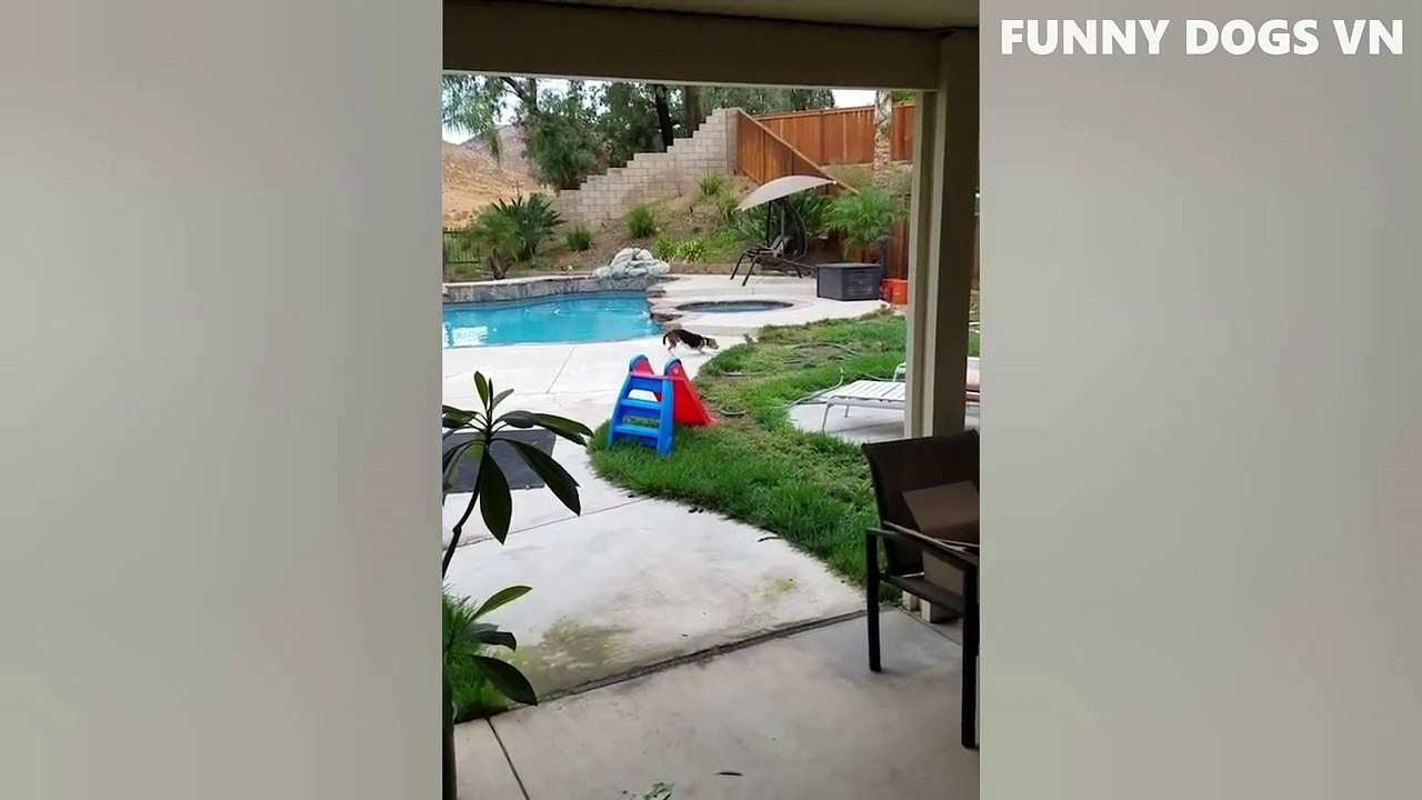 Funniest Animals Video - Funny Dogs And Cats - Try Not To Laugh Animals 2022 (1)