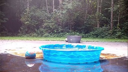 Adorable bébé ours s'amuse dans notre piscine - Buzz Buddy