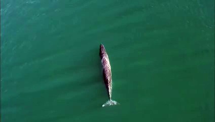 Baleine sauvage pulvérise de l'eau - Buzz Buddy