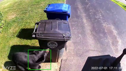 Bear devient un voleur d'ordures - Buzz Buddy