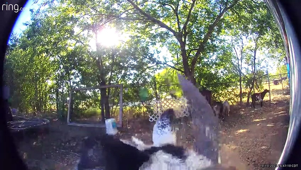 Chèvre sonne sonnette caméra - Buzz Buddy