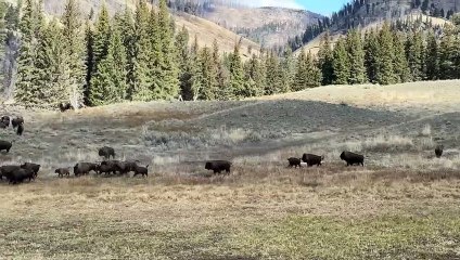 Le cerf se heurte à un troupeau de bisons pour échapper au coyote - Buzz Buddy