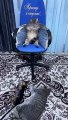 Le chat est assis comme un patron dans une chaise de jeu - Buzz Buddy