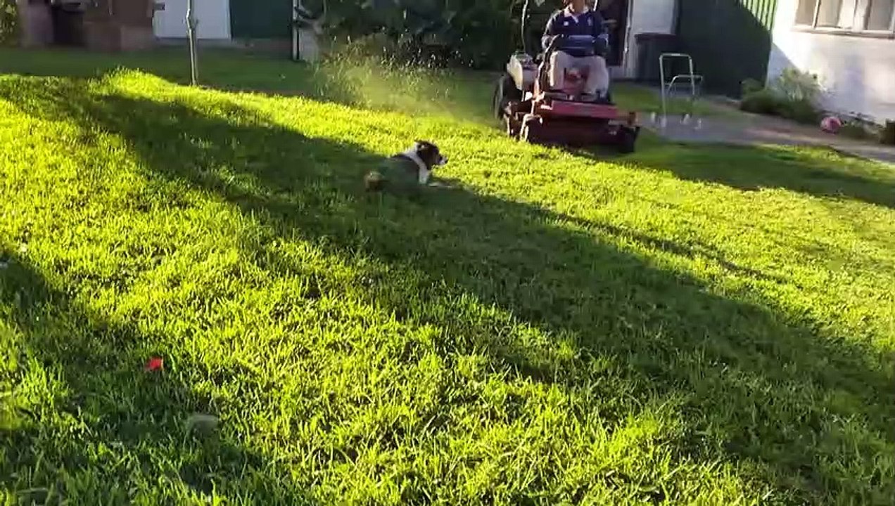 Le chien ne bouge pas pour la tondeuse - Buzz Buddy