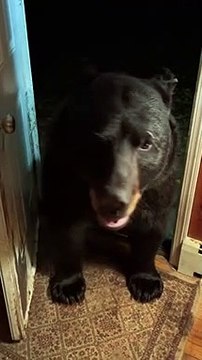 L'ours du New Jersey ferme la porte d'entrée - Buzz Buddy