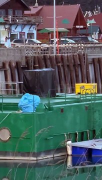 L'ours grimpe autour des bateaux et de la jetée et reste coincé - Buzz Buddy