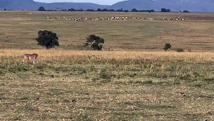 Maman phacochère chasse le guépard - Buzz Buddy