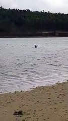 Maman sauve un chiot qui déteste l'eau et a gelé à la poursuite d'oiseaux - Buzz Buddy
