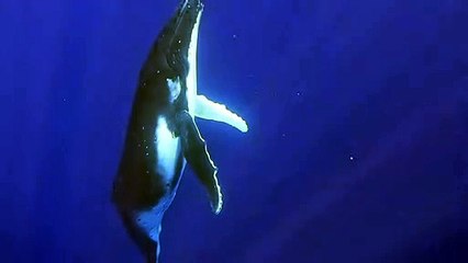 Nager avec un bébé baleine - Buzz Buddy