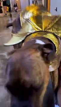 Piste de costumes de chien à la garderie pour chiens - Buzz Buddy