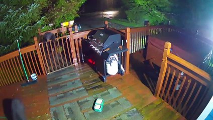 Une famille d'ours grimpe par-dessus la porte pour manger de la nourriture pour chat - Buzz Buddy