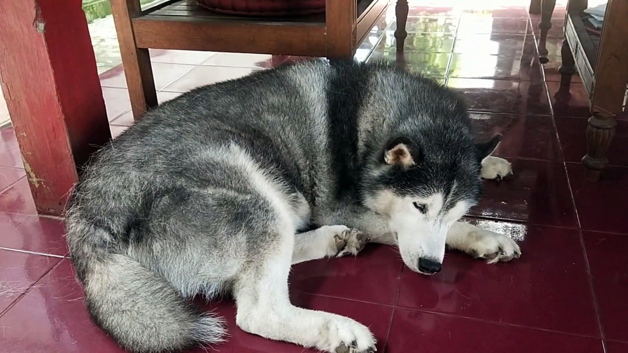 husky dog