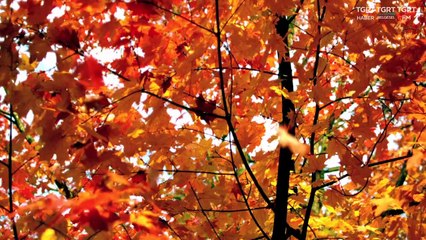 HUZURA DOGRU 20221107