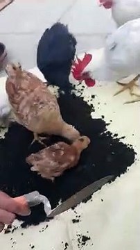 Larwa Chicken Worms / Eating Chickens