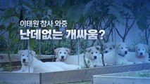 [뉴스큐] '곰이'와 '송강'이에게 무슨 일이...때 아닌 풍산개 논란 / YTN