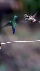 Pasangan burung yang cantik