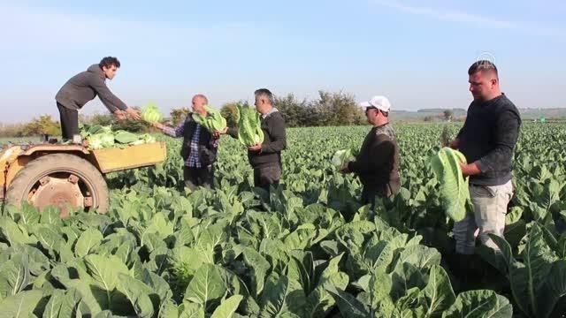Bafra Ovası'nda 60 bin ton karnabahar rekoltesi bekleniyor