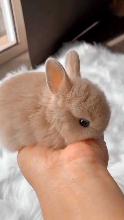 Kelinci nya imut banget!