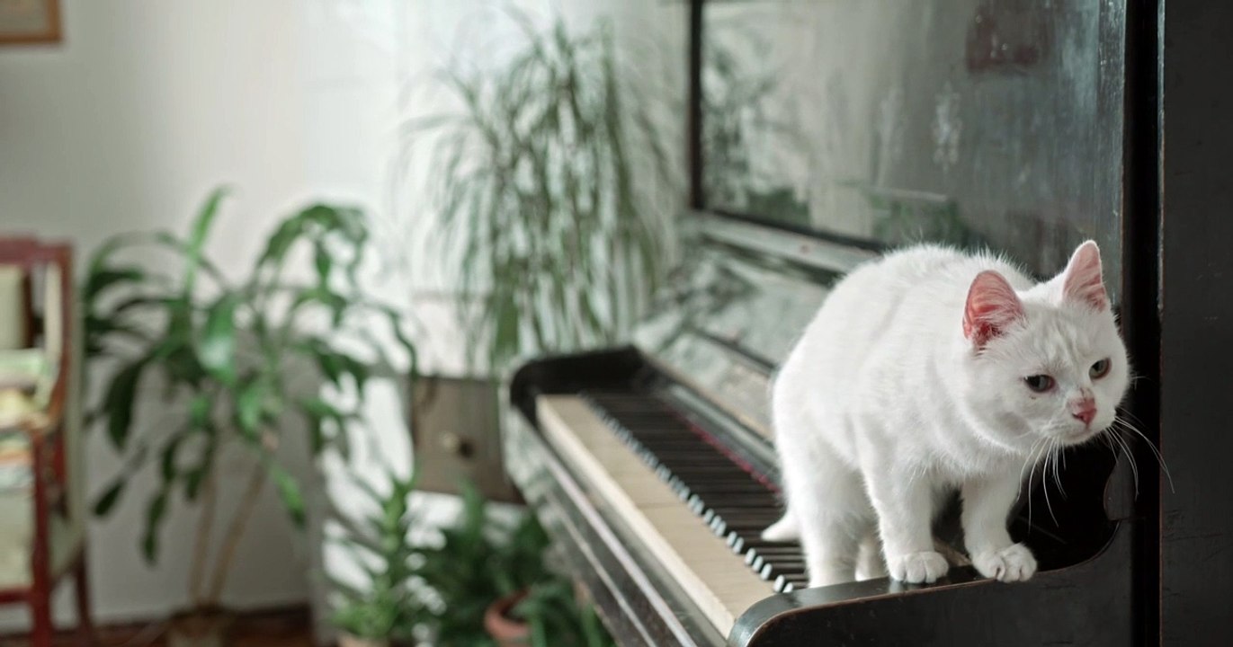 Cat #Cat013