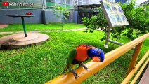 RAMOJI FILM CITY - बौने पौधे का बगीचा/Hawa Mahal/Bird Park/Japanese Garden - FILM CITY TOUR