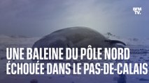 Une baleine du pôle Nord meurt après s'être échouée sur une plage du Pas-de-Calais