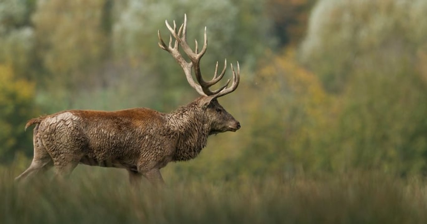 Lorraine : un chasseur à l'arc est décédé après avoir été percuté par un cerf