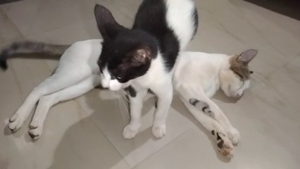 Cute Cat Baby Cat Lovers