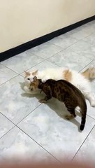 Awalnya sayang, Tapi Akhirnya kok malah berantem yak...?