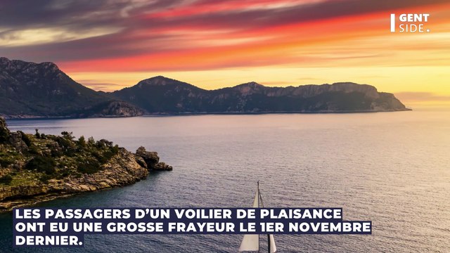 Des orques font un trou de 80 cm dans un bateau français pour s'amuser (VIDÉO)