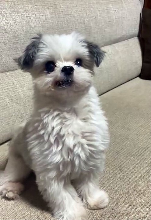 Anjing imut ini sepertinya sedang di latih