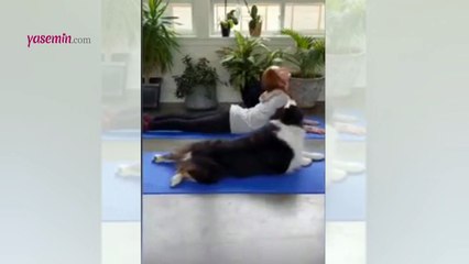 Bu köpeğin yaptıklarına şok olacaksınız! Sahibiyle yoga yapan...