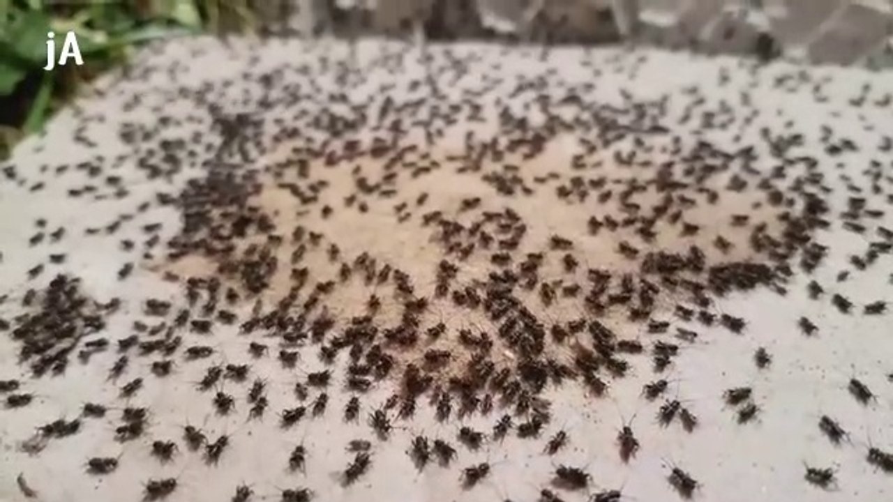 Cricket Farm Trial Success