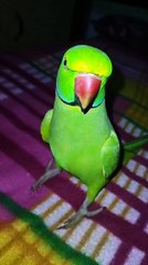 Bolne Wala Parrot | Talking Parrot