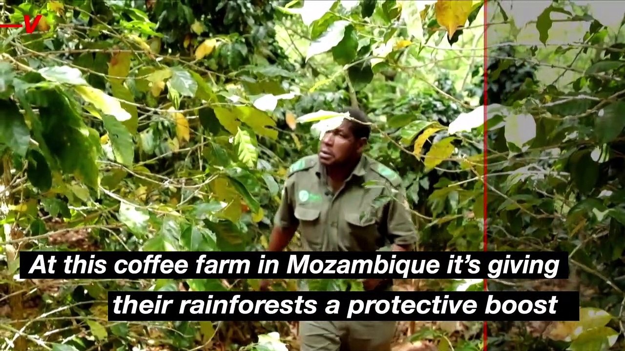 This Climate-Resistant Coffee Could Save Mozambique's Rainforests