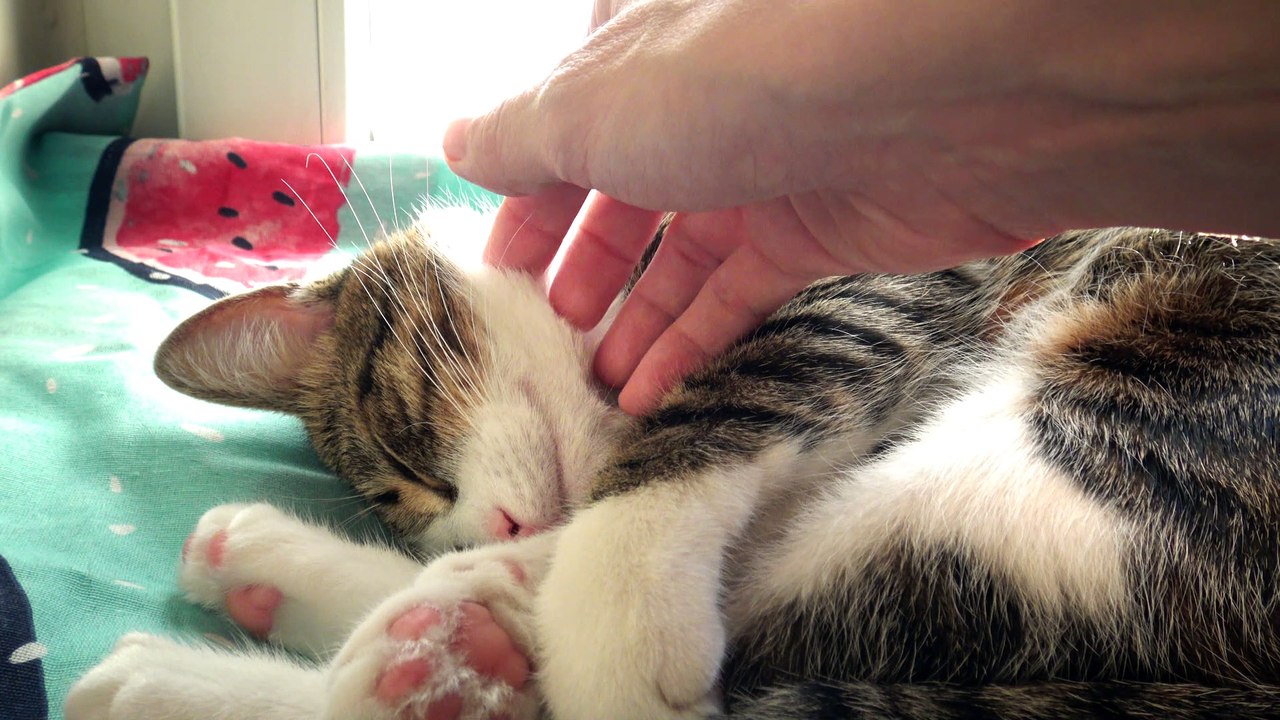 A Happy Kitten