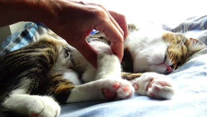 Kitten Discovers Place where I Had Given Him Food