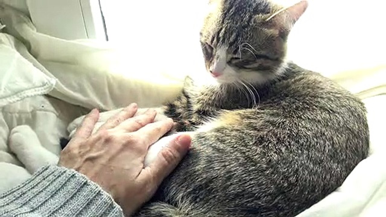 Kitten Is Looking for the Warm Sun Rays