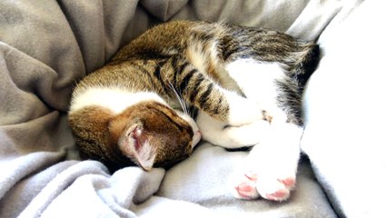 Kitten Sleeps on a Warm Blanket