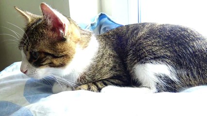Purring Kitten Likes His Neck Being Scratched