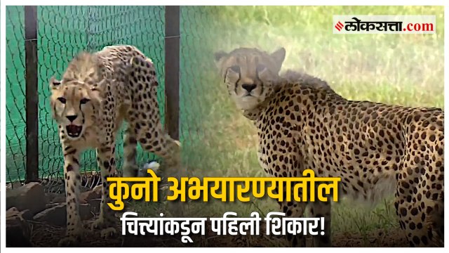 cheetahs made first kill: चित्त्यांना मोठ्या परिसरात सोडल्यानंतर २४ तासांत चितळ भक्ष्यस्थानी