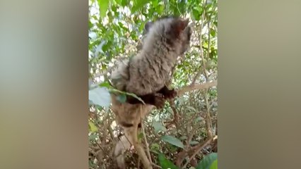 লোকালয় থেকে উদ্ধার গন্ধগোকুল  | Oneindia Bengali