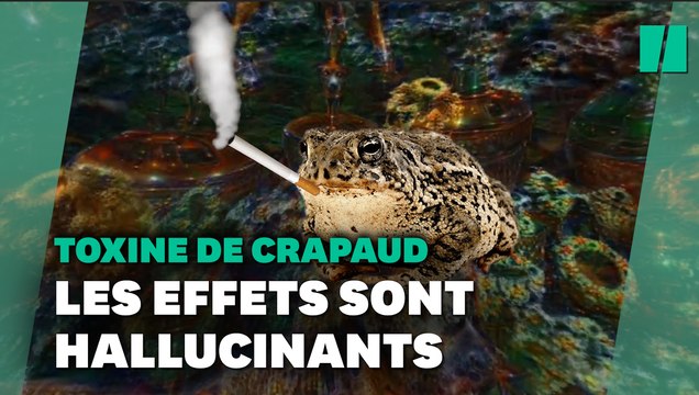 Les parcs américains demandent d’arrêter de lécher ces crapauds