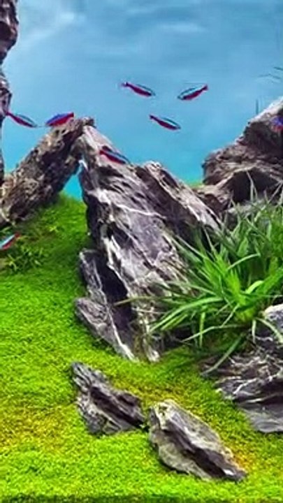 aquascape