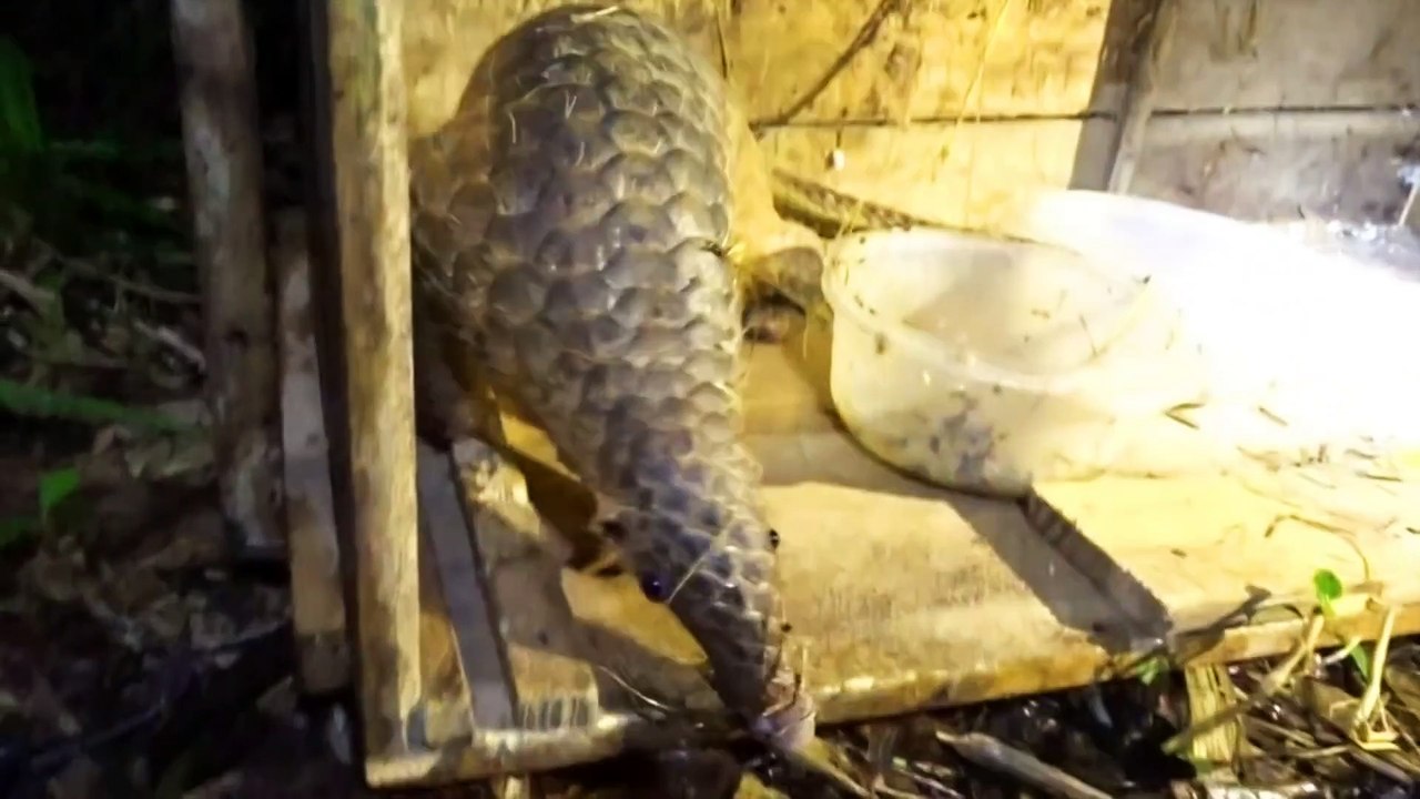 Sunda Pangolins Released Back Into The Wild _ Tê Tê Về Rừng - Tiun_Full-HD